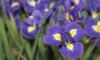 http://www.okuina.com/wp/wp-content/uploads/2025/05/花菖蒲-wpcf_100x60.jpg